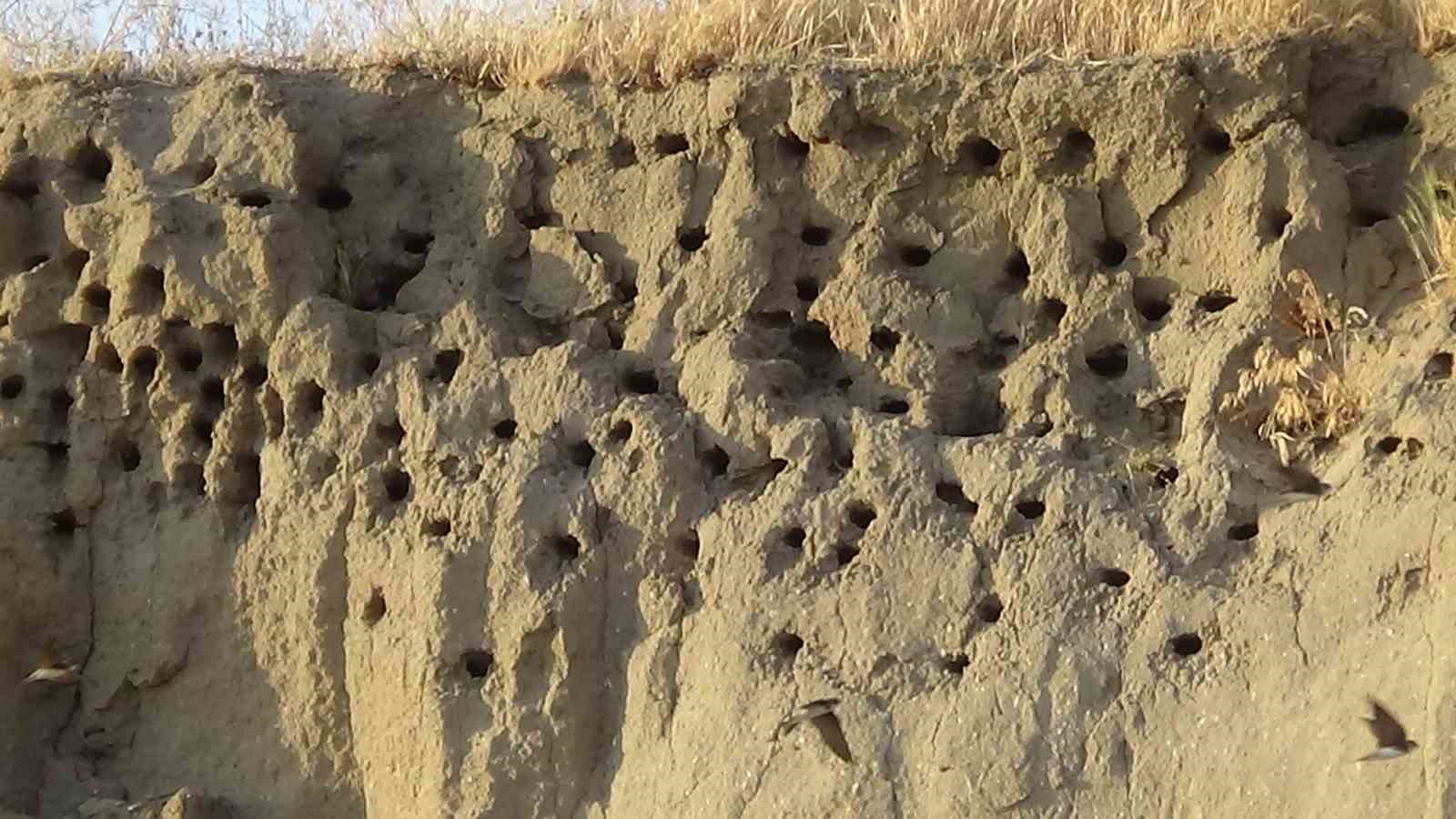 Van’da kır kırlangıçları fotoğraf tutkunlarının ilgi odağı oldu