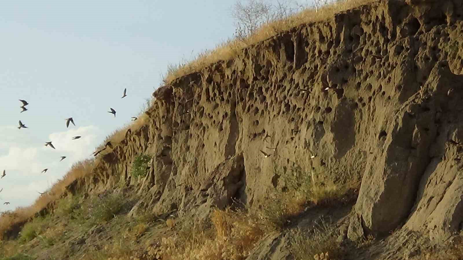 Van’da kır kırlangıçları fotoğraf tutkunlarının ilgi odağı oldu