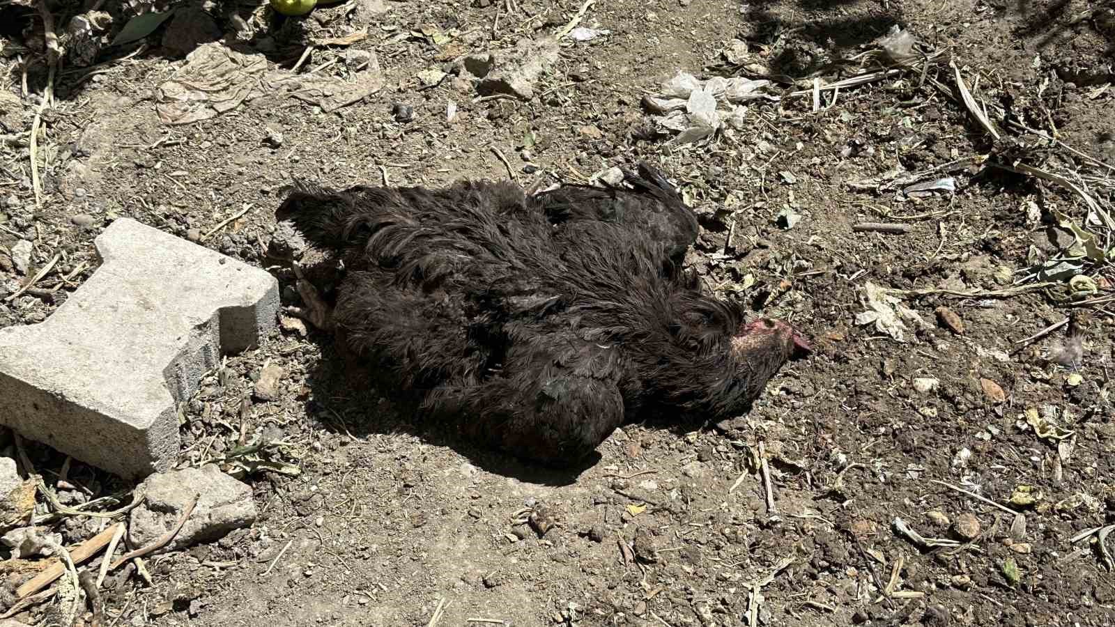 Yüksekova’da başıboş köpekler kümese girerek çok sayıda tavuğu telef etti