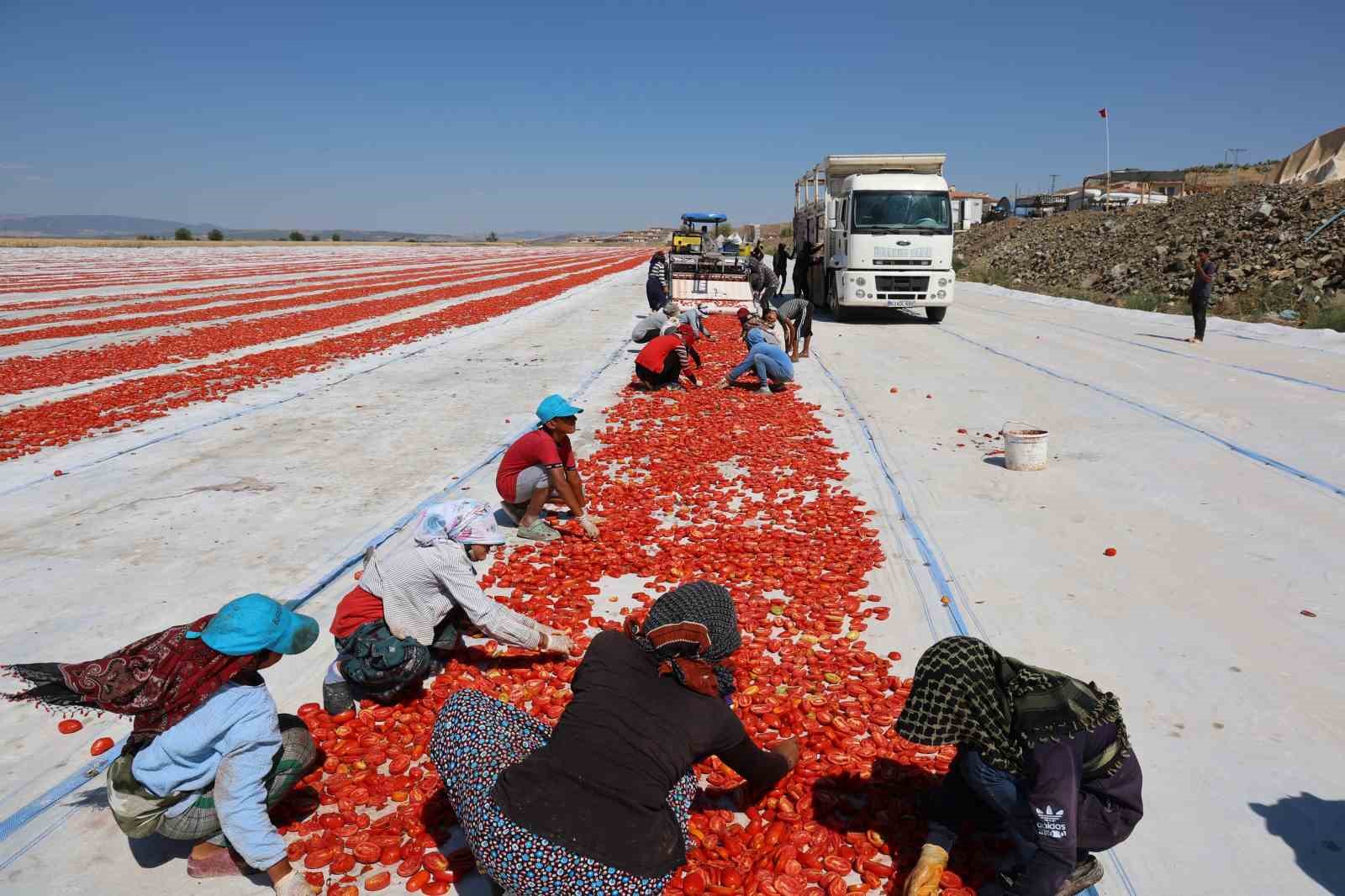 Hasadı yapılıp kurutulan domates Avrupa yolcusu