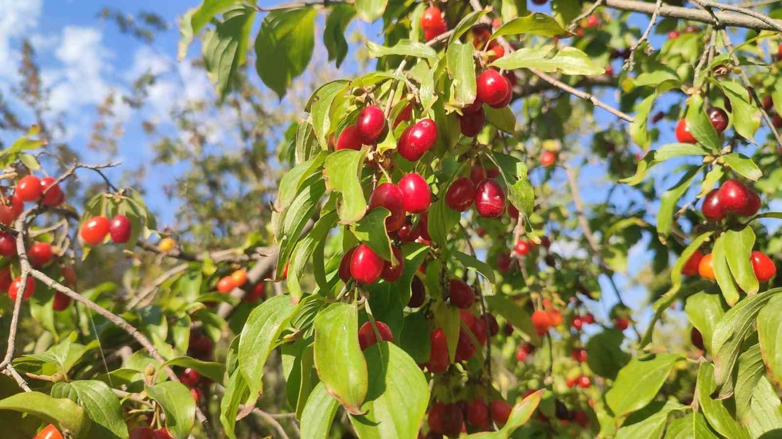 Şerbeti, çayı, meyvesi oluyor! Kalbi koruyor, enfeksiyonu düşürüyor