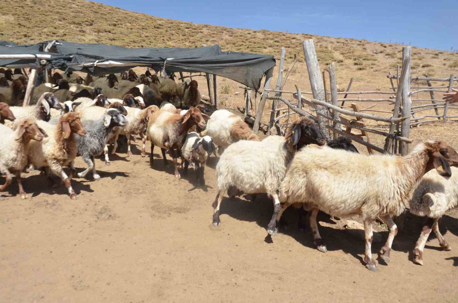 Hayvan yetiştiricilerinin yeni gelir kapısı gübre satışı