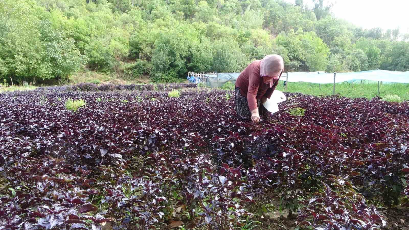 Sakin şehir Arapgir 9 ayda 500 bin kişiyi ağırladı