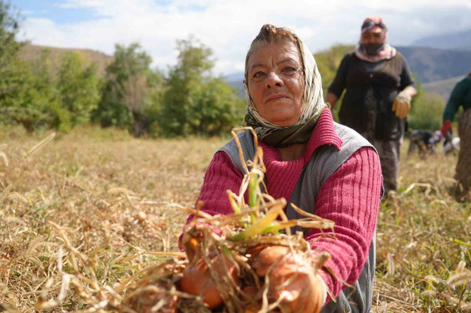 İşçi kadınlar önce hasat ettiler sonra halay çektiler