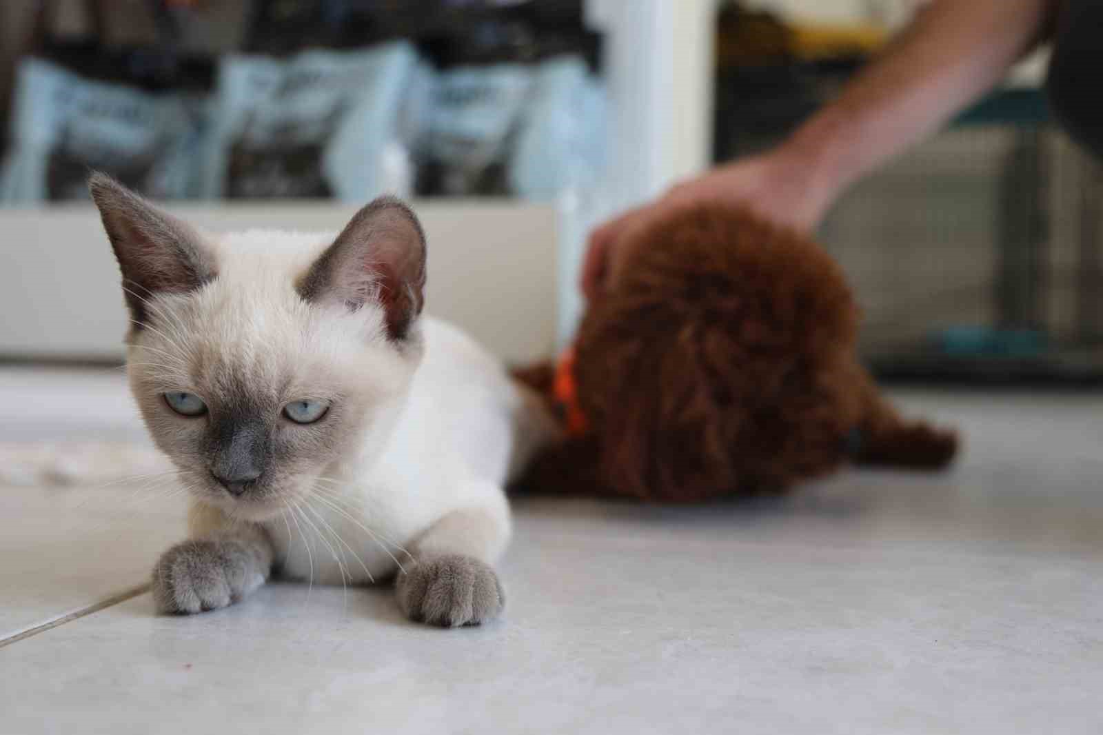 Köpek ile kedinin dostluğu görenleri hayretler içerisinde bırakıyor