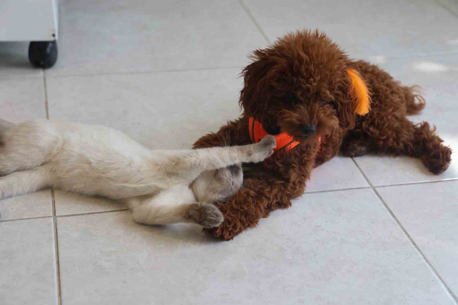 Köpek ile kedinin dostluğu görenleri hayretler içerisinde bırakıyor