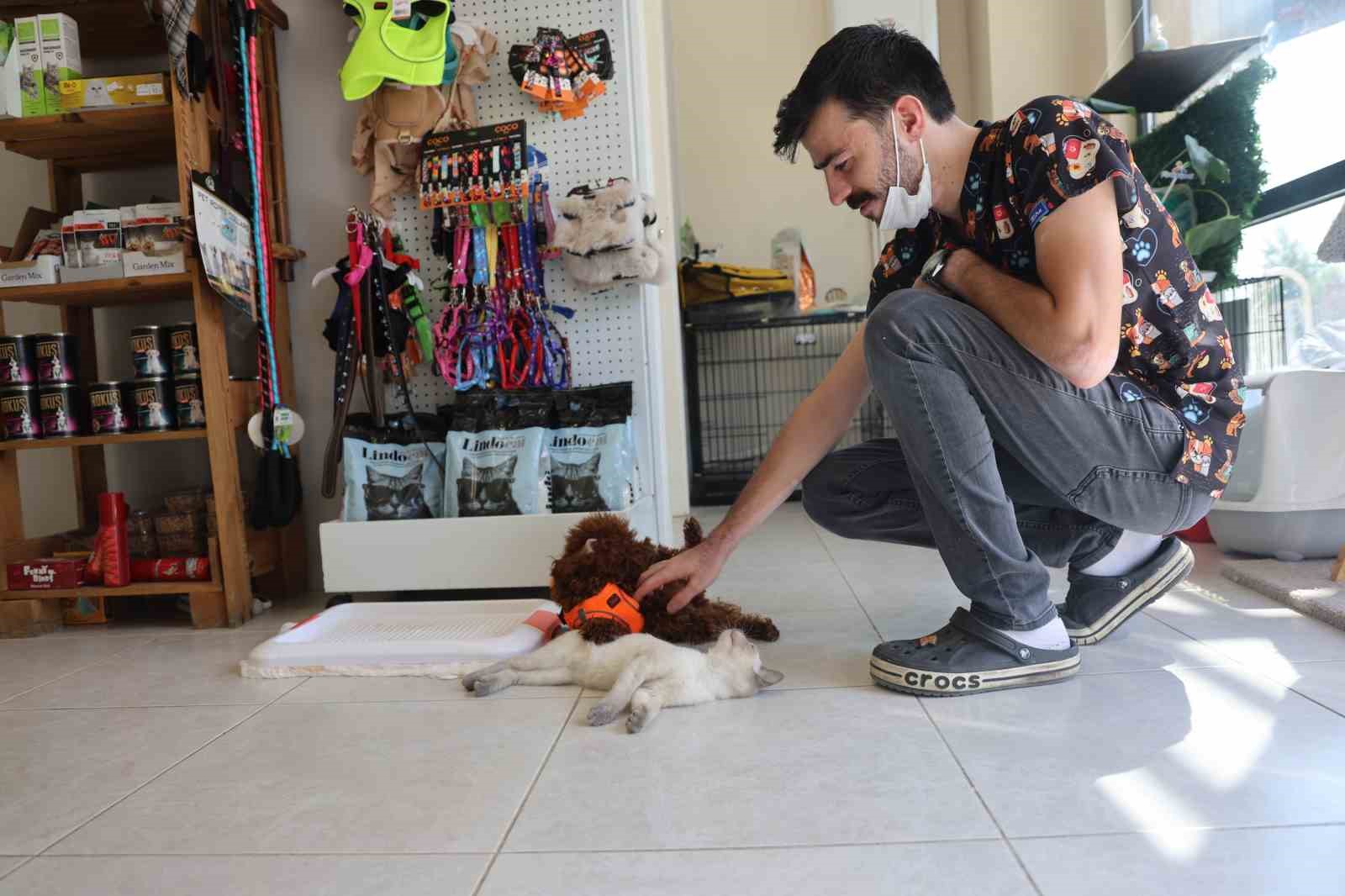 Köpek ile kedinin dostluğu görenleri hayretler içerisinde bırakıyor