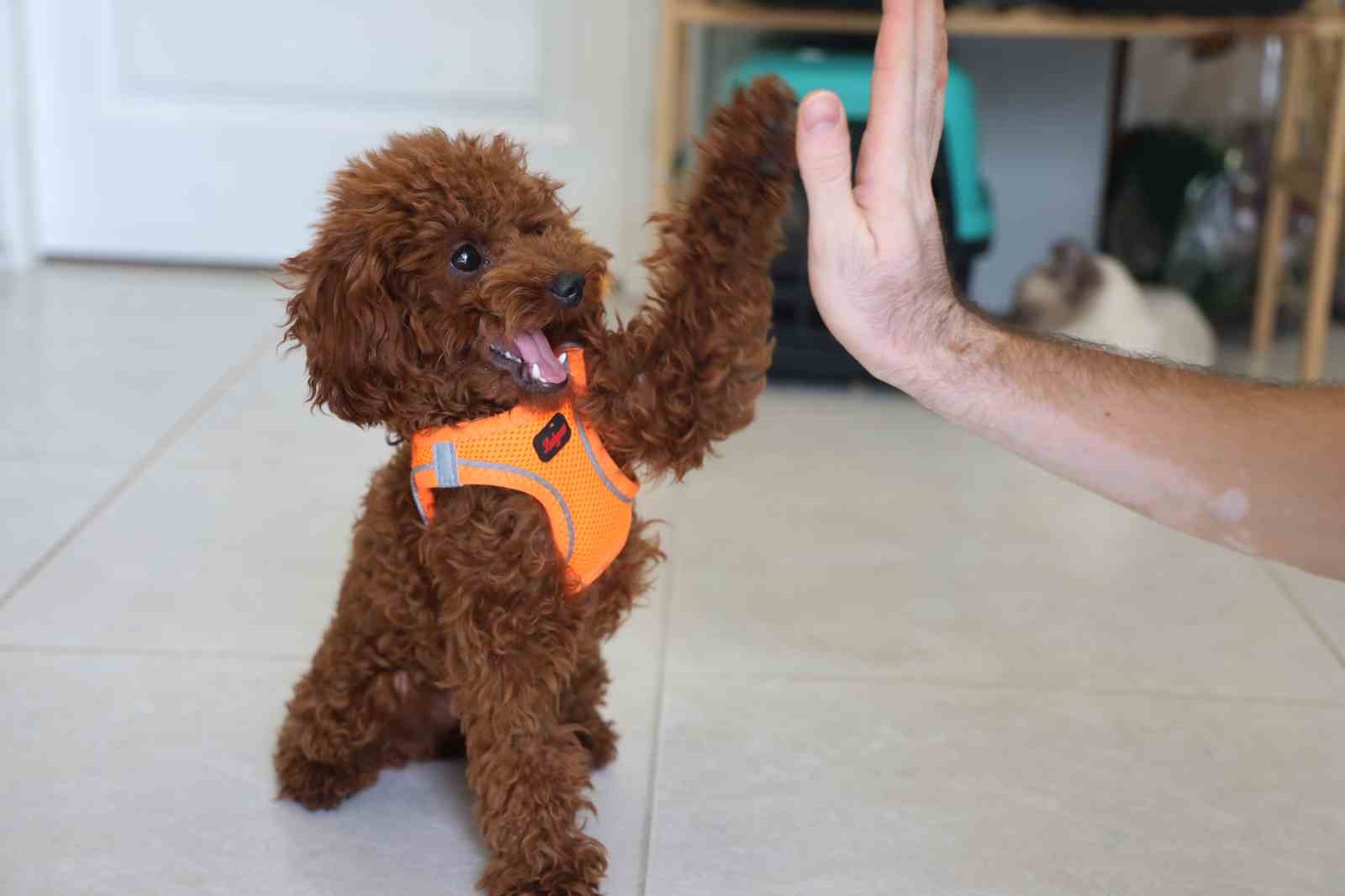 Köpek ile kedinin dostluğu görenleri hayretler içerisinde bırakıyor