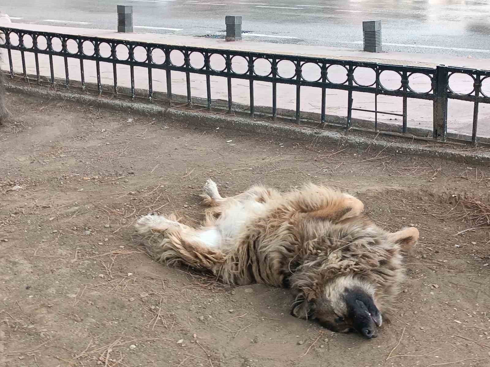 İlginç şekilde uyuyan köpek dikkat çekti