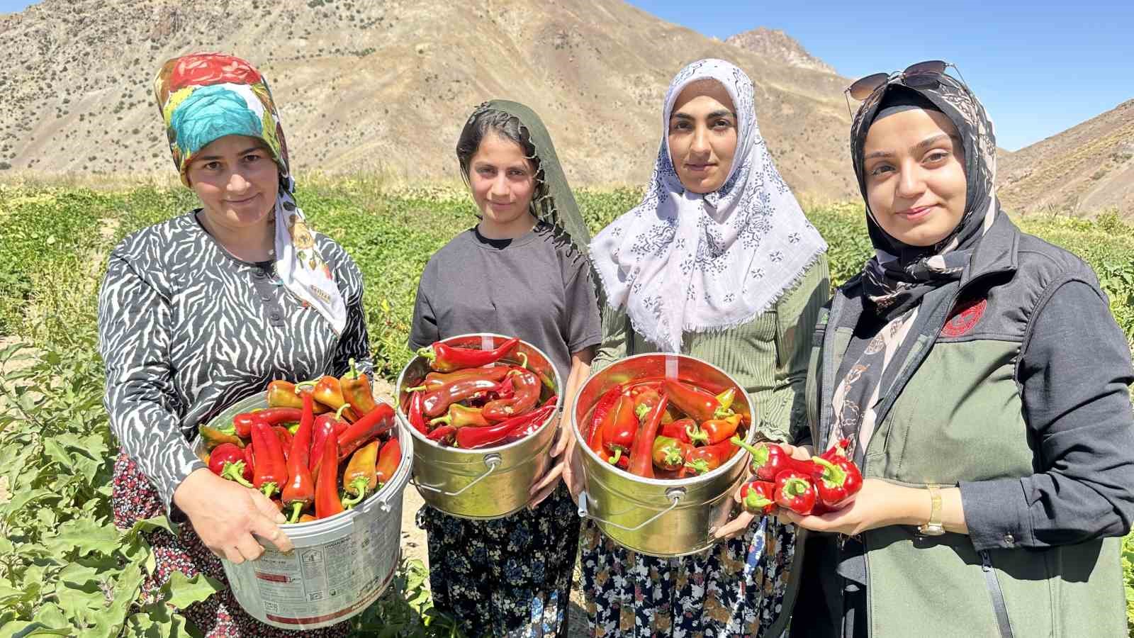 Yüksekovalı kadınlar biber hasadına başladı