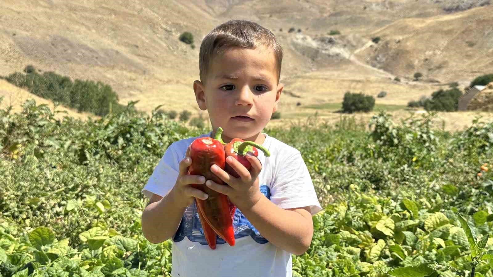 Yüksekovalı kadınlar biber hasadına başladı