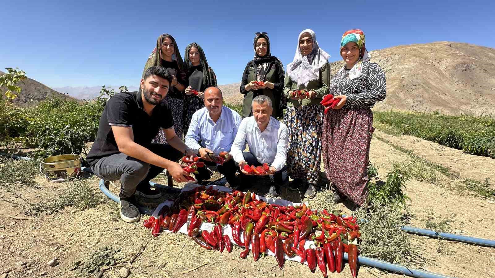 Yüksekovalı kadınlar biber hasadına başladı