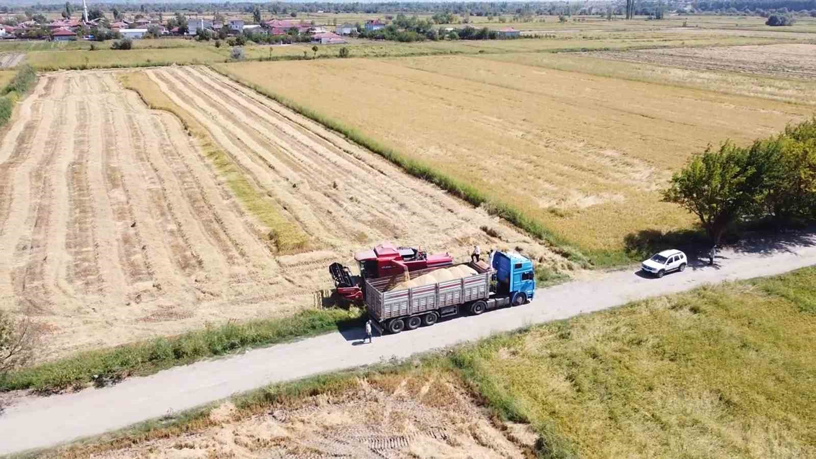 Amasya’da çeltik hasadı