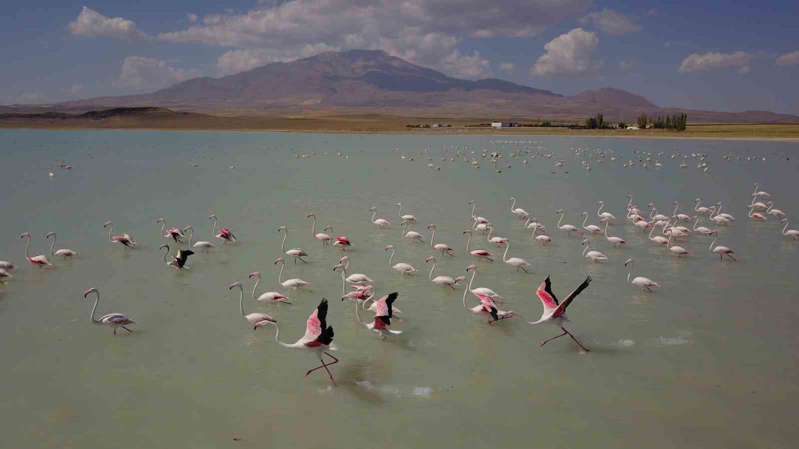 Arin Gölü’ndeki rengarenk flamingolar görenleri mest ediyor