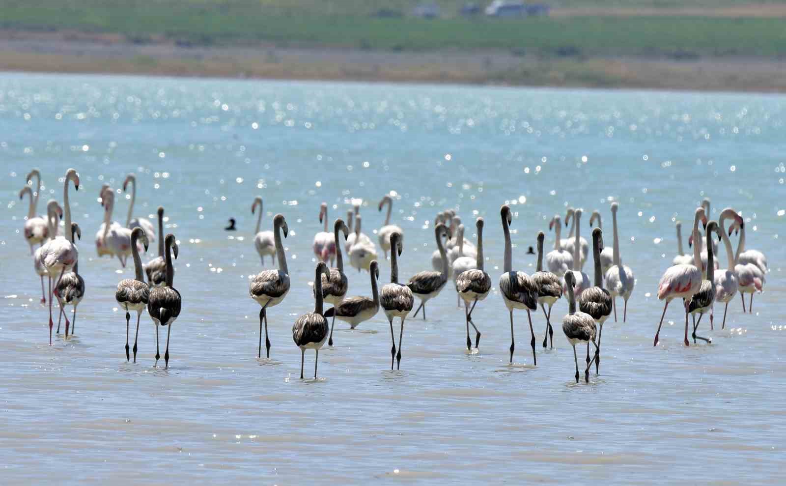 Arin Gölü’ndeki rengarenk flamingolar görenleri mest ediyor