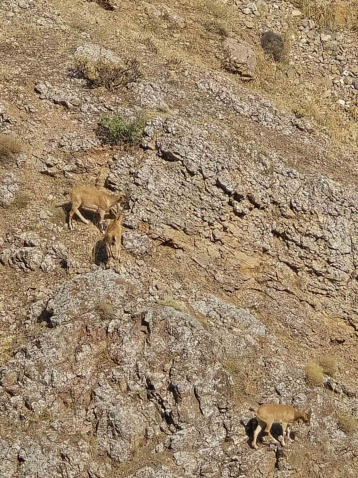 Dağ keçileri sürü halinde Harput’ta görüntülendi