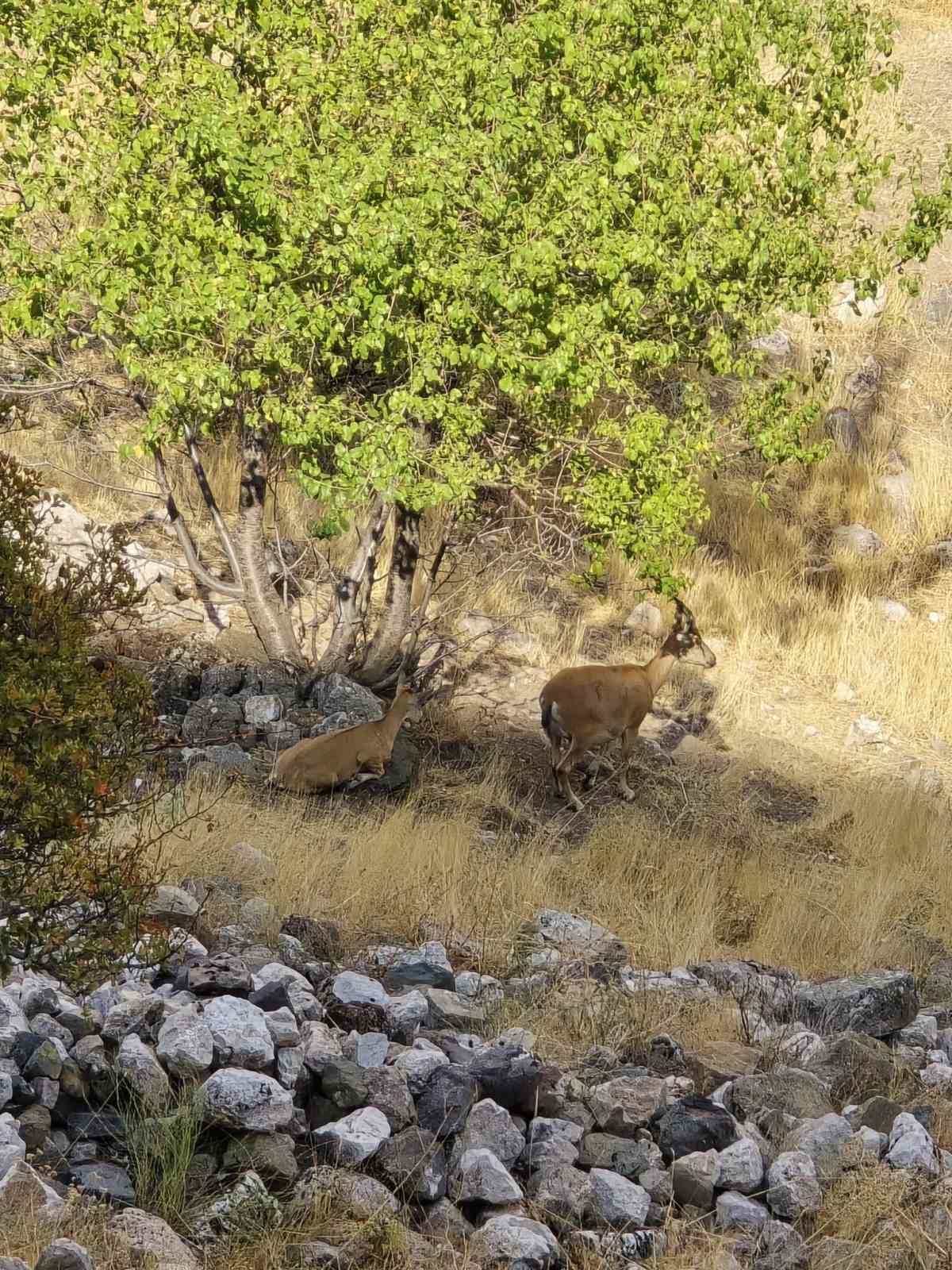 Dağ keçileri sürü halinde Harput’ta görüntülendi