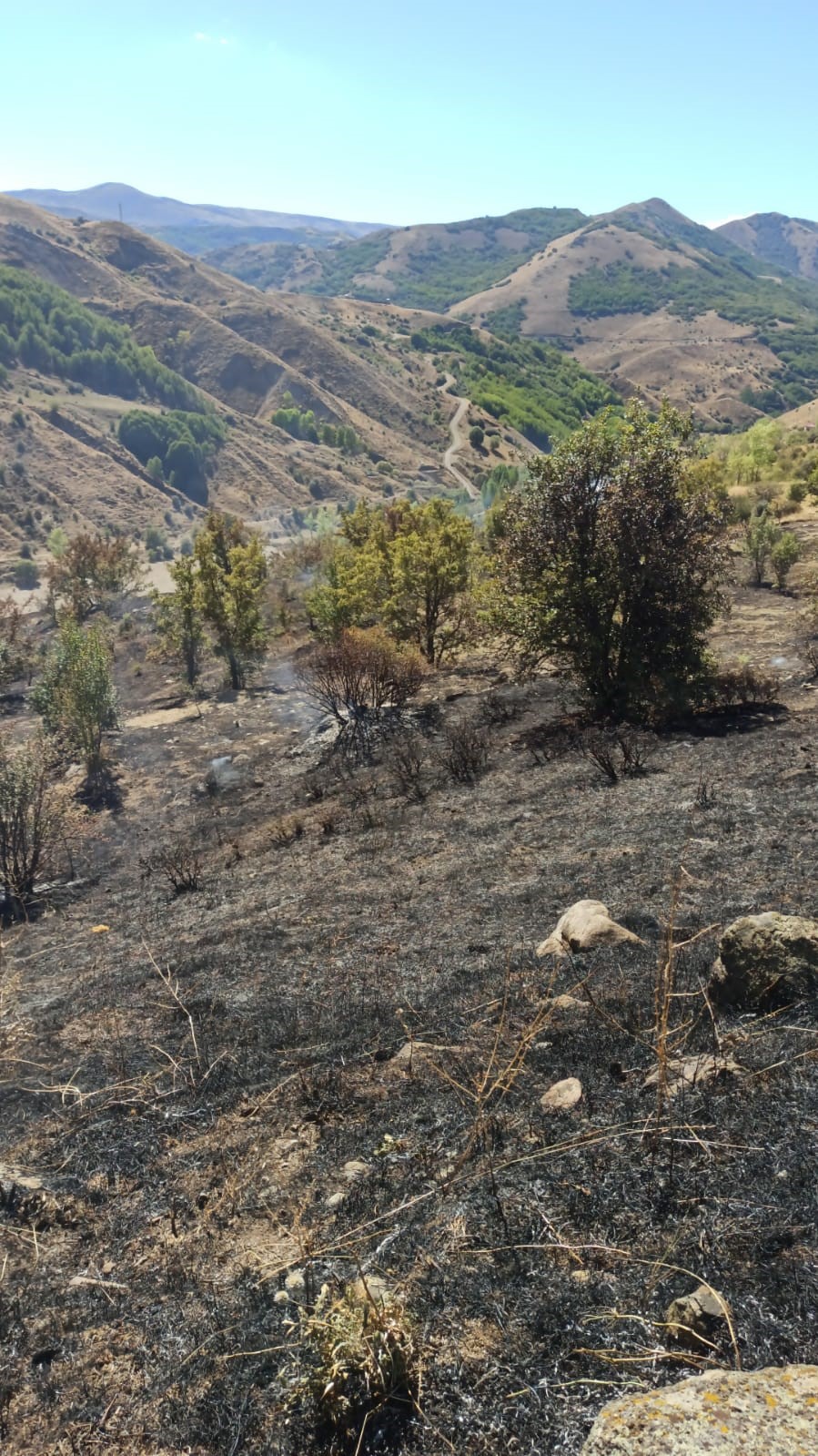 Tunceli’deki yangın ormanlık alana sıçramadan söndürüldü