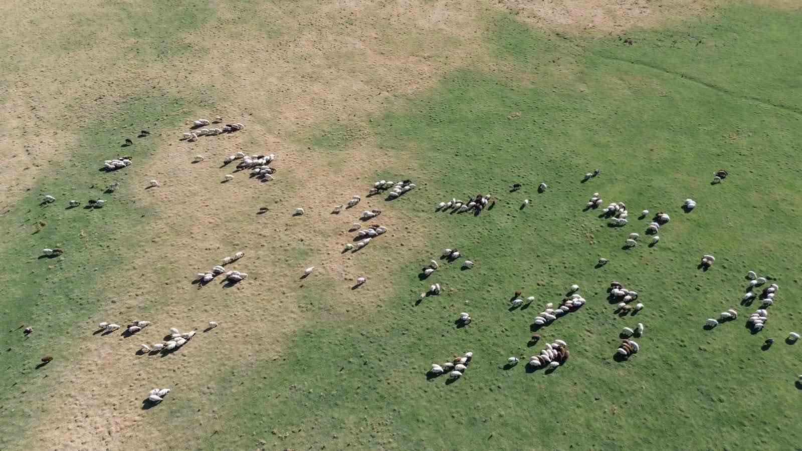 ‘Kuş Cenneti’ Arin Gölü hayvanların otlak alana dönüştü