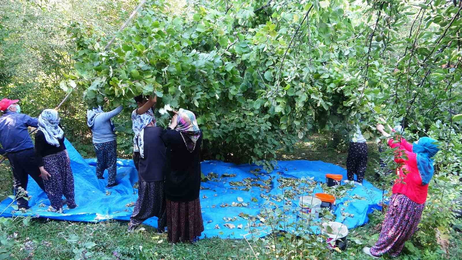 Gevaş’ta ‘olmaz’ denilen fındığın hasadına başlandı