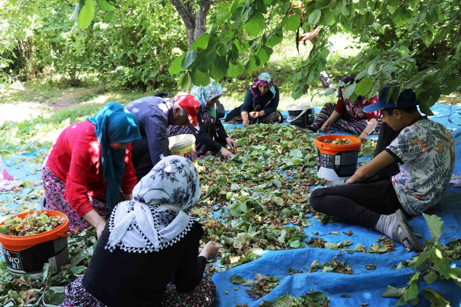 Gevaş’ta ‘olmaz’ denilen fındığın hasadına başlandı