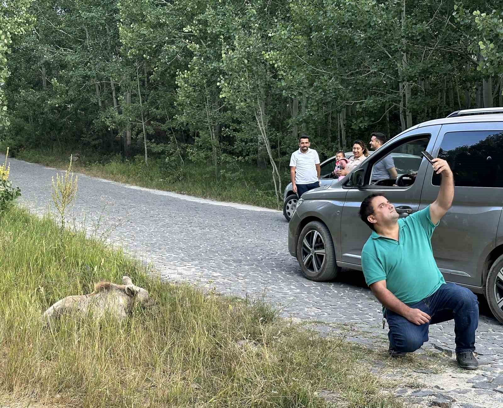 Ayı ile selfie çekip cips ikram ettiler