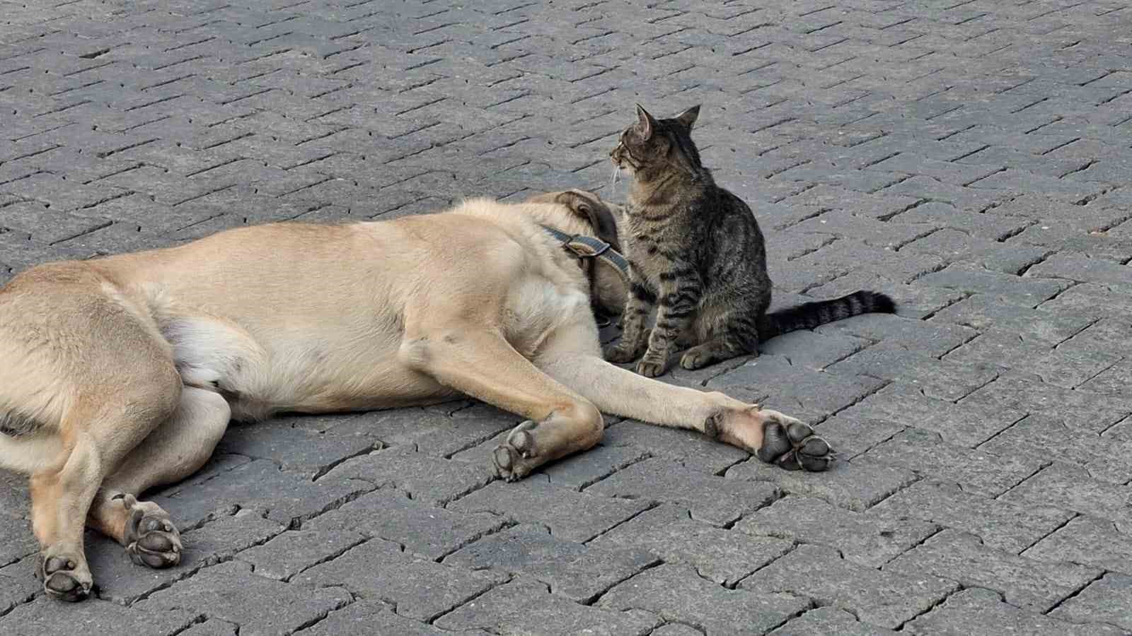 Kedi ile köpeğin kıskandıran dostluğu