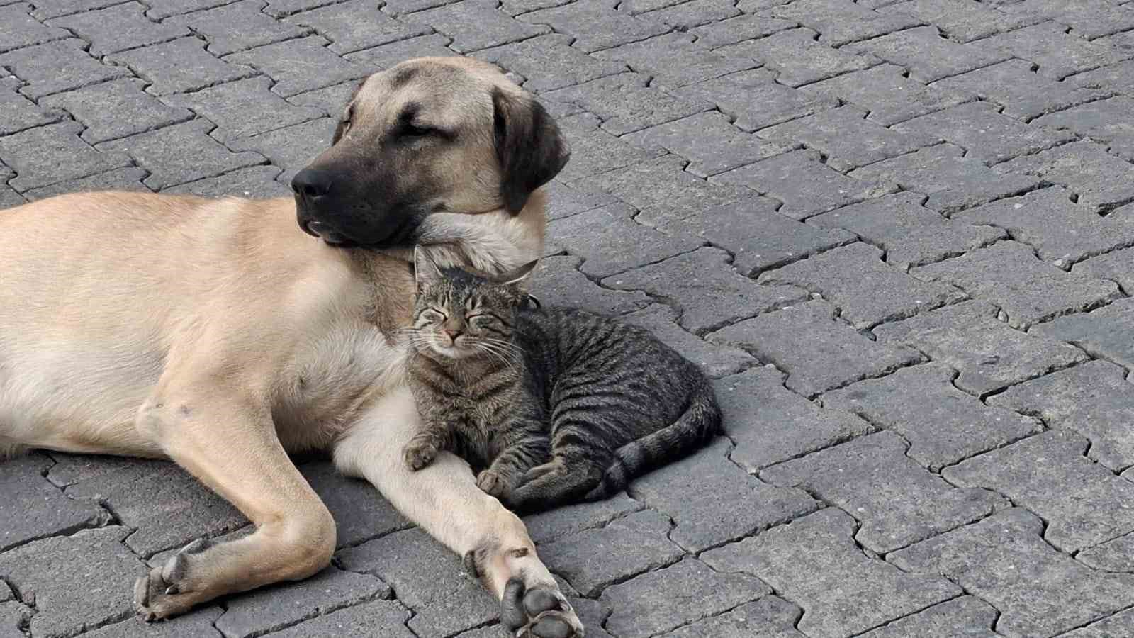 Kedi ile köpeğin kıskandıran dostluğu