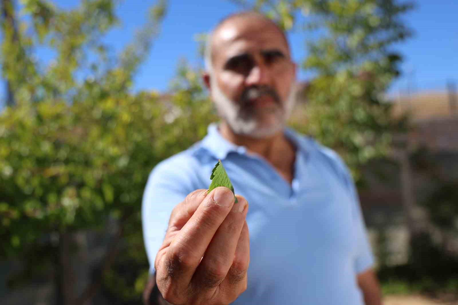 Randevu almayanları geri gönderiyor: Elazığ’da kırlangıç otu ile göz hastalıklarına umut