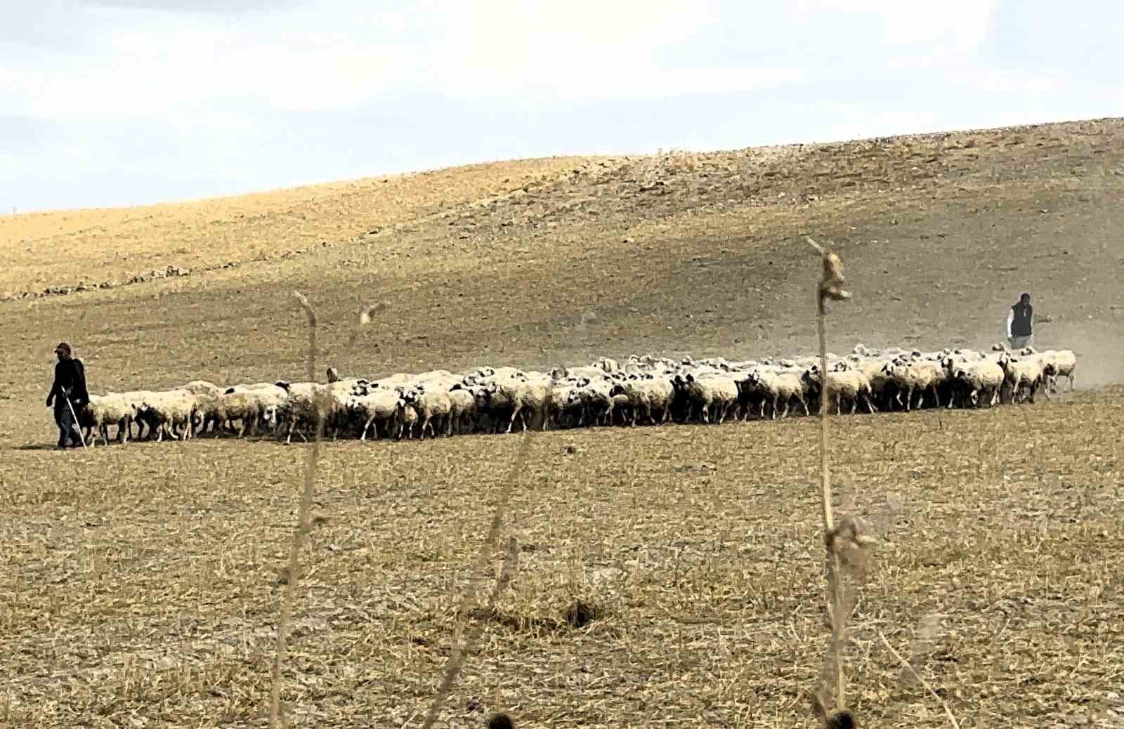 Yaylacıların zorlu dönüş yolculuğu başladı