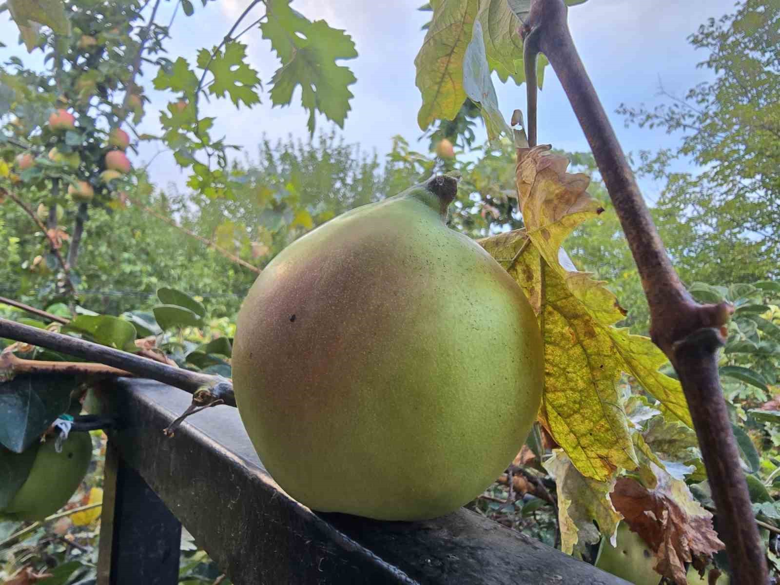 Görüntüsü armut, tadı elma