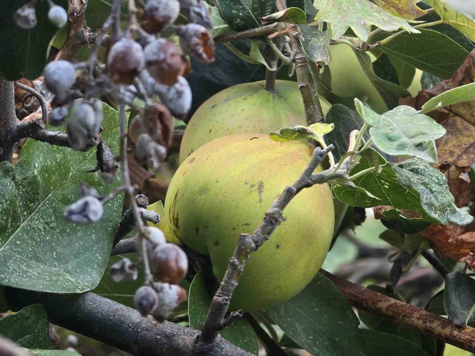 Görüntüsü armut, tadı elma