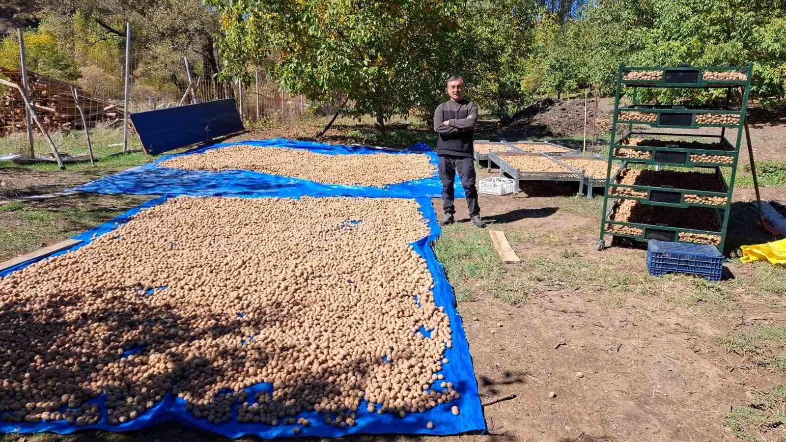 Tunceli’de zorlu ceviz hasadı başladı