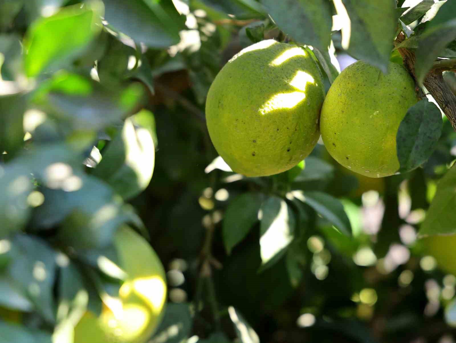 Adana’da portakaldan 371 bin ton verim bekleniyor