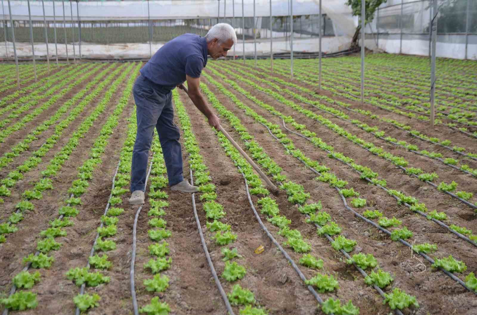 Türkiye’nin marul ihtiyacının 5’te 1’i ’Marmara’nın küçük Antalya’sından karşılanıyor