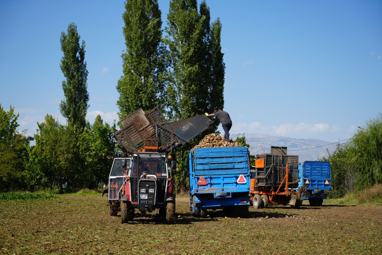 Erzincan’ın bereketli topraklarında pancar hasadı başladı