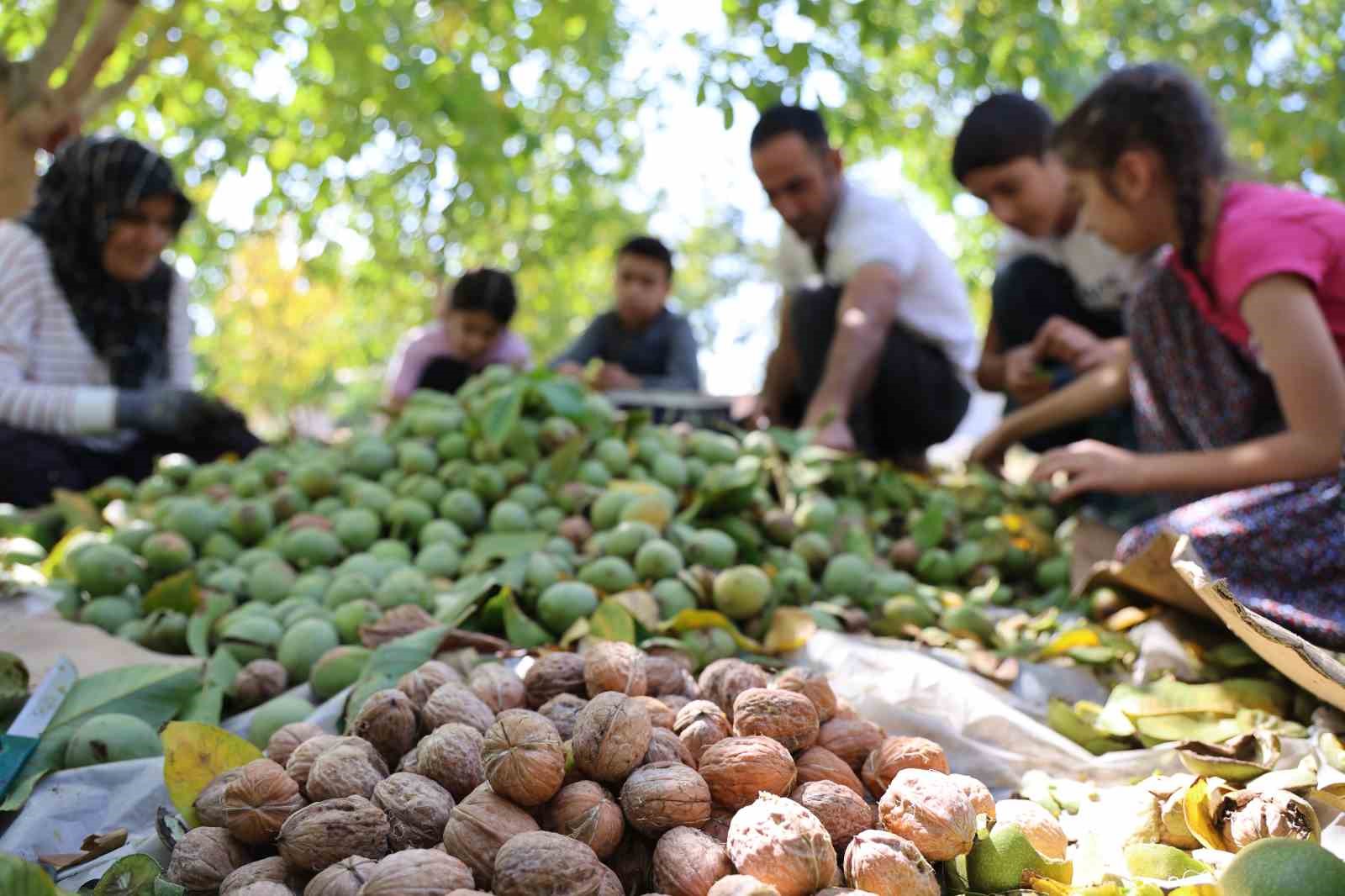 Elazığ’da ceviz hasadı başladı