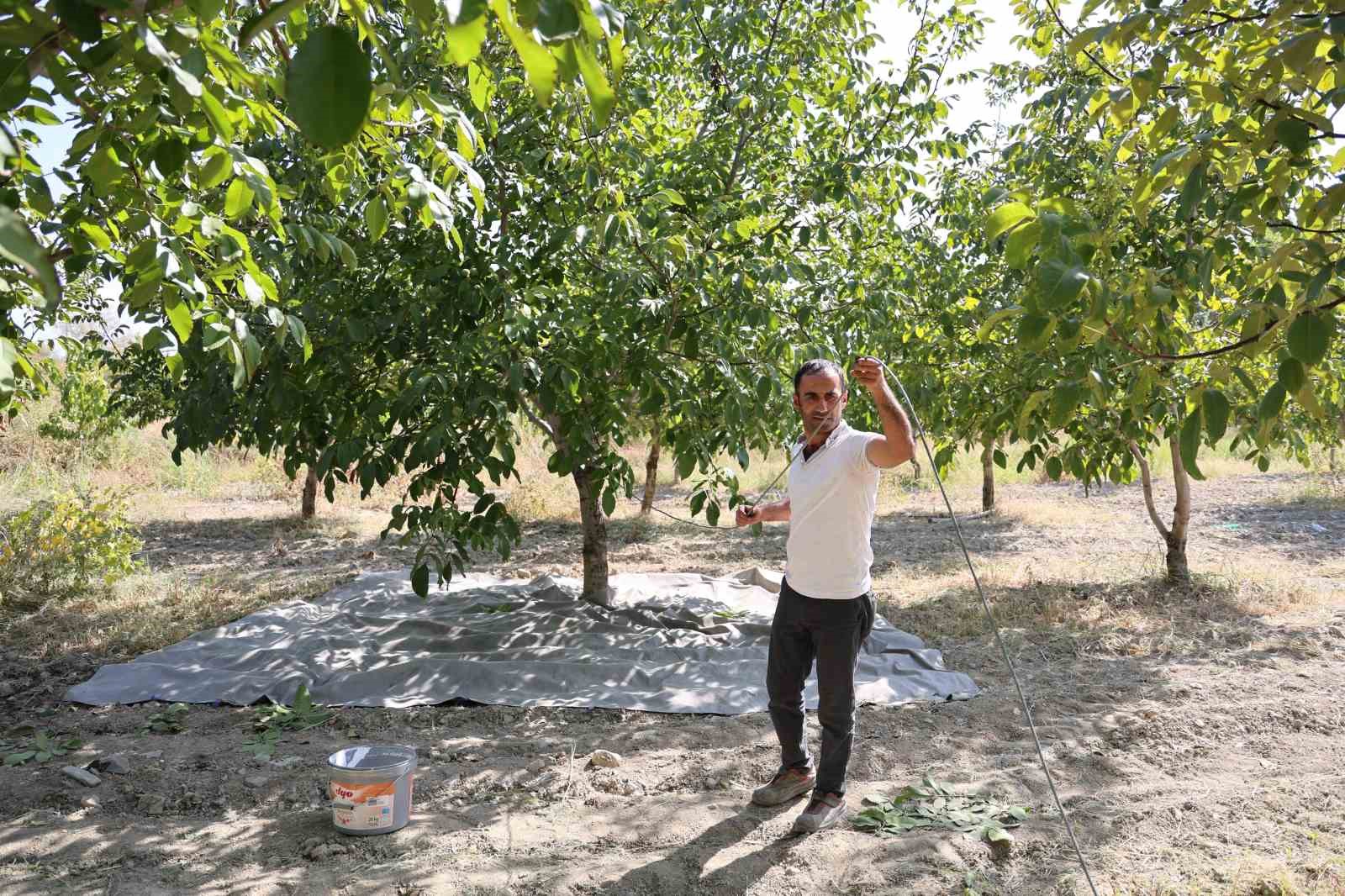 Elazığ’da ceviz hasadı başladı