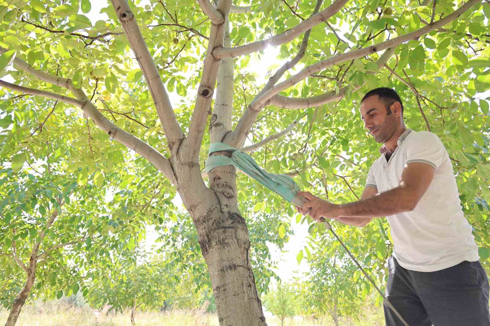 Elazığ’da ceviz hasadı başladı