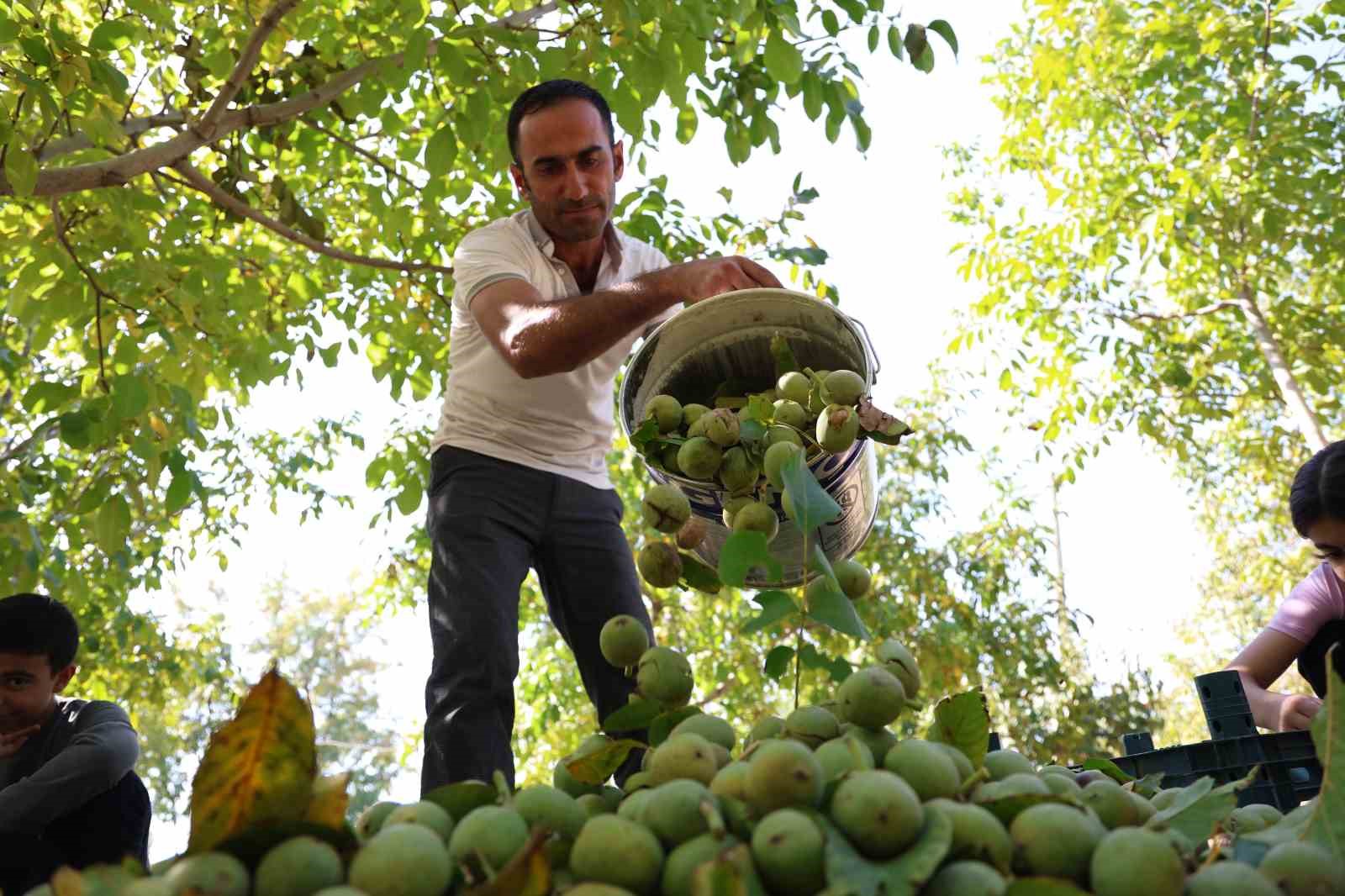 Elazığ’da ceviz hasadı başladı