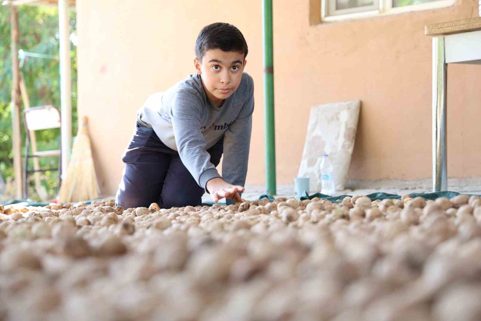 Elazığ’da ceviz hasadı başladı