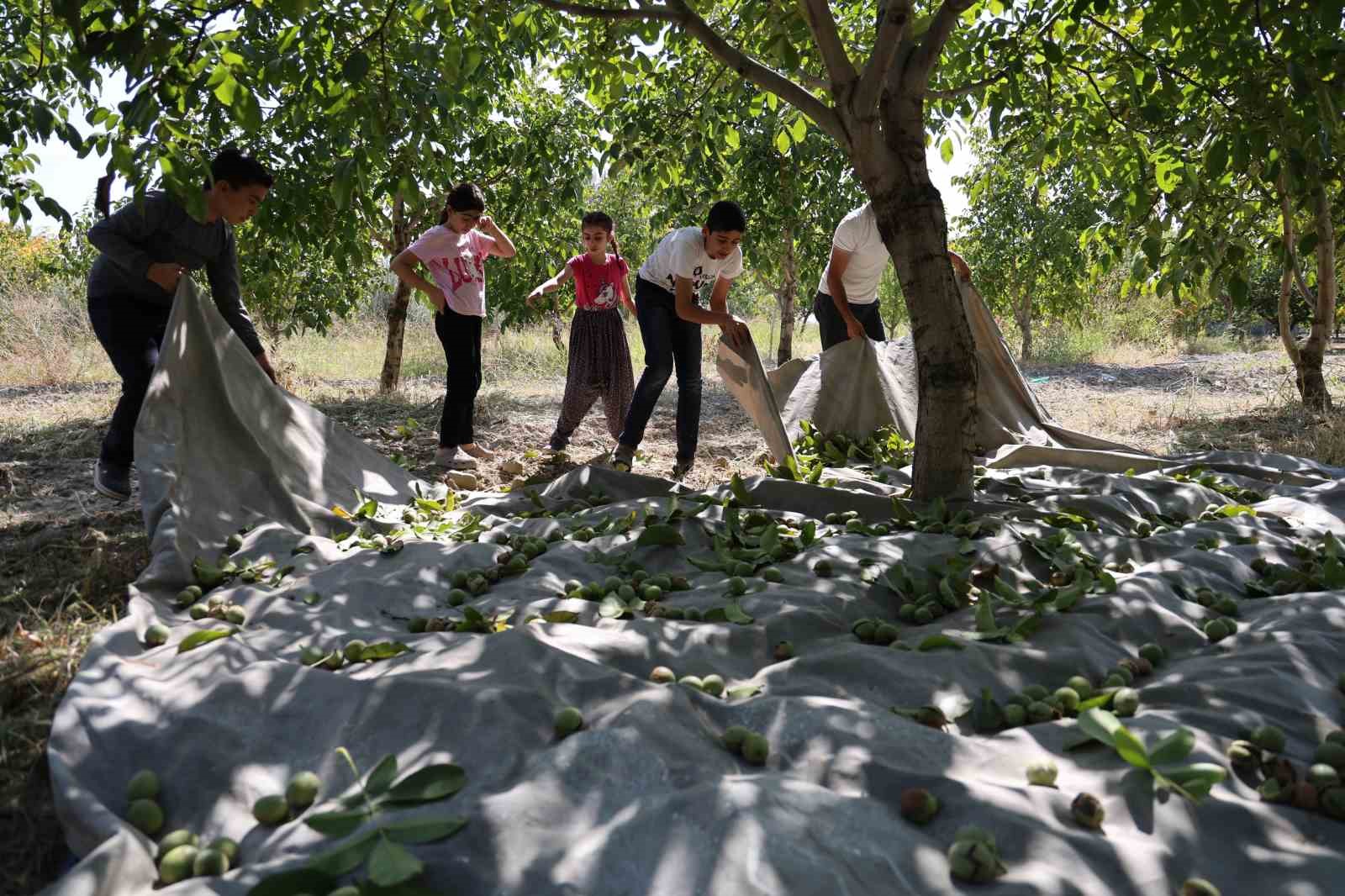 Elazığ’da ceviz hasadı başladı