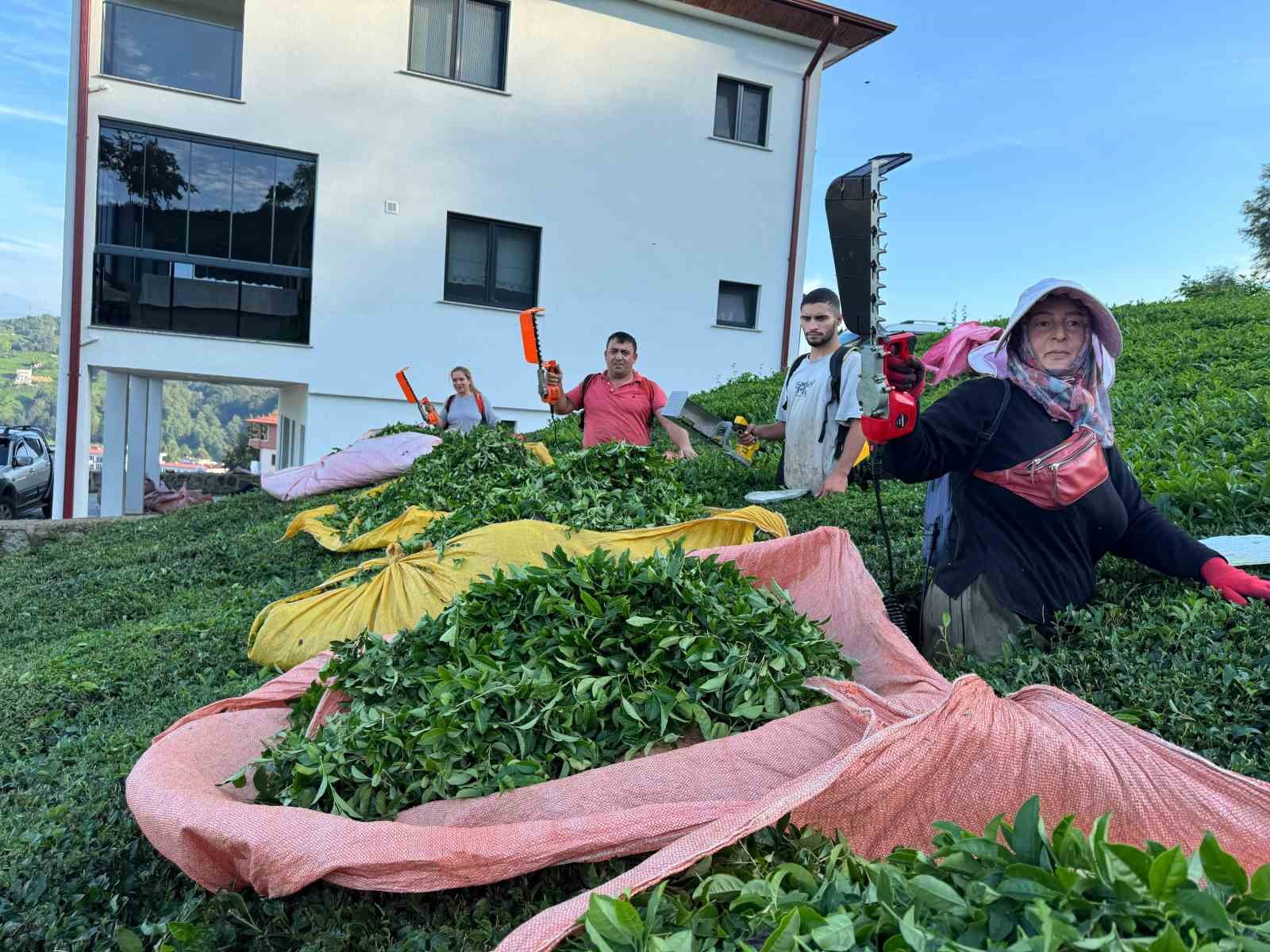 Çayda 4. sürgün geldi, üreticilerin yüzü güldü