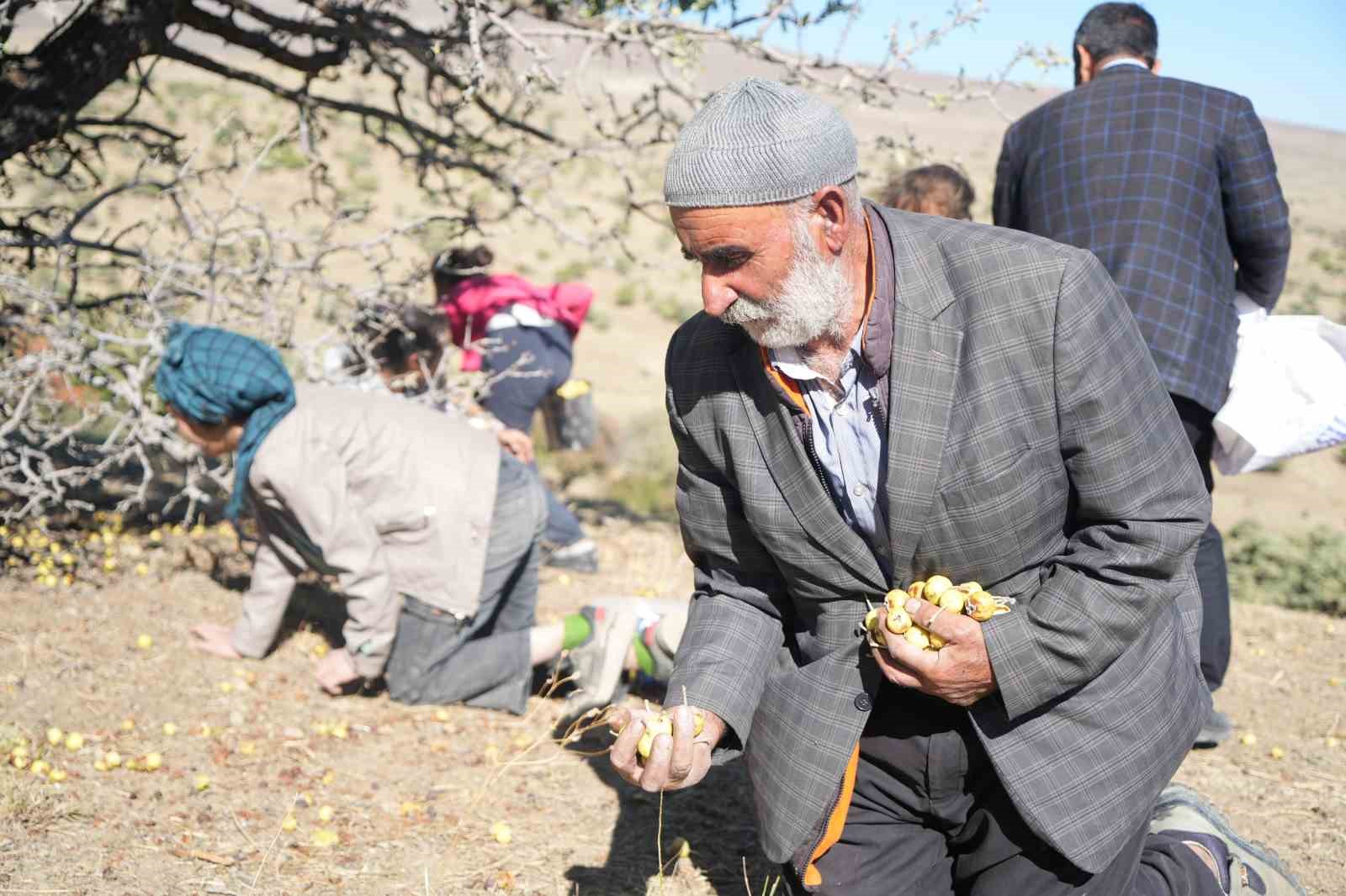 110 bin Ahlat ağacı turizme kazandırılmayı bekliyor