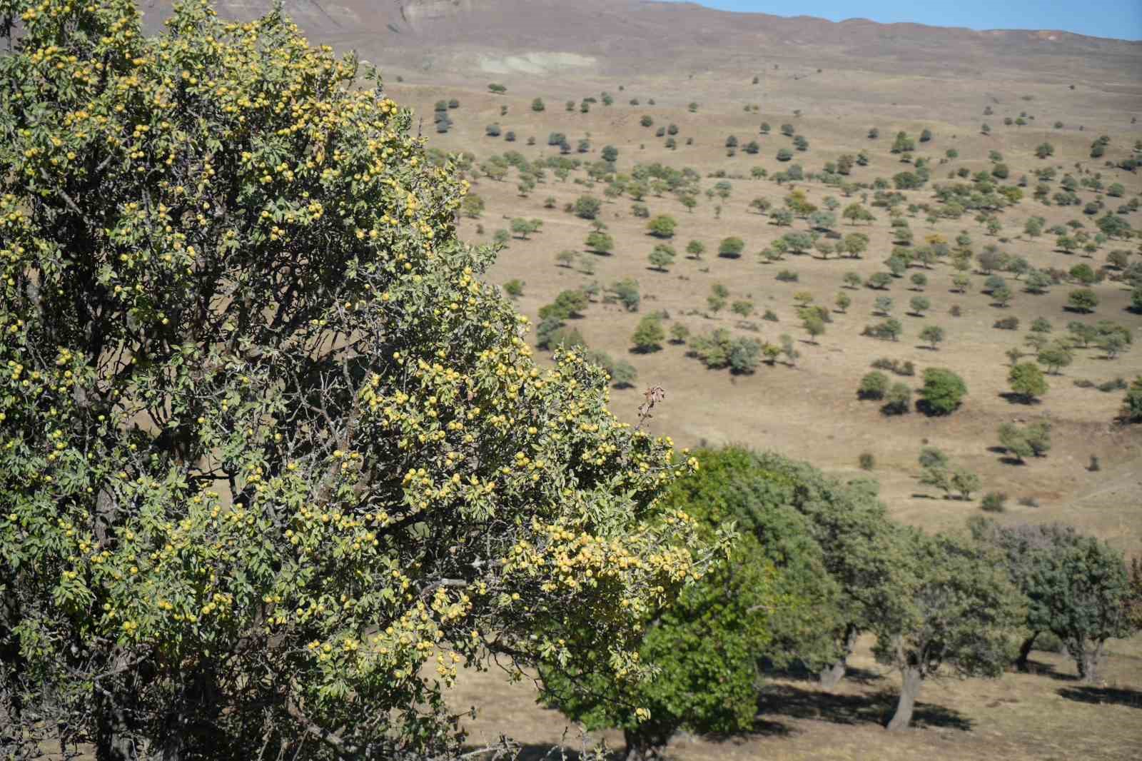 110 bin Ahlat ağacı turizme kazandırılmayı bekliyor