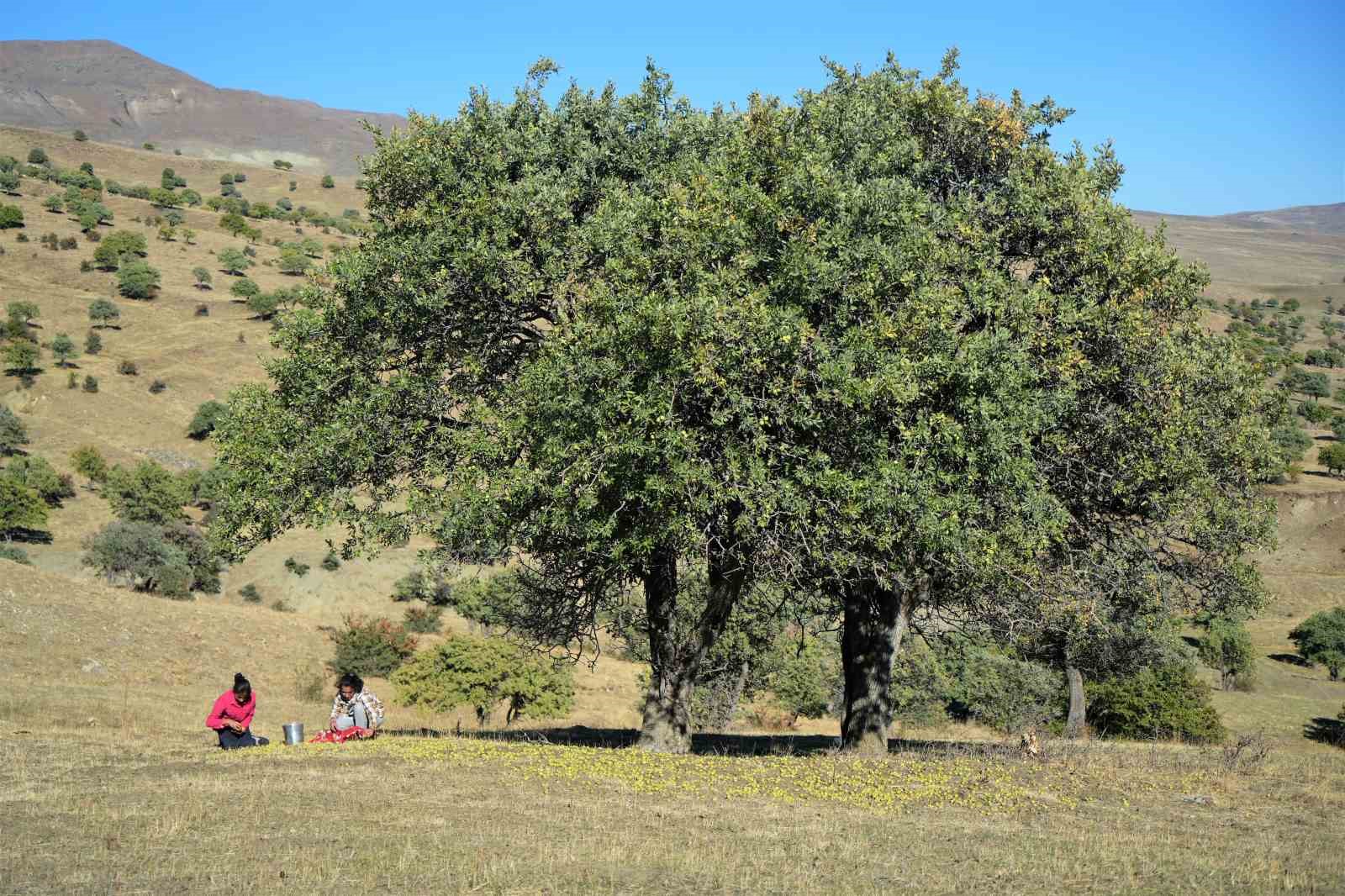 110 bin Ahlat ağacı turizme kazandırılmayı bekliyor