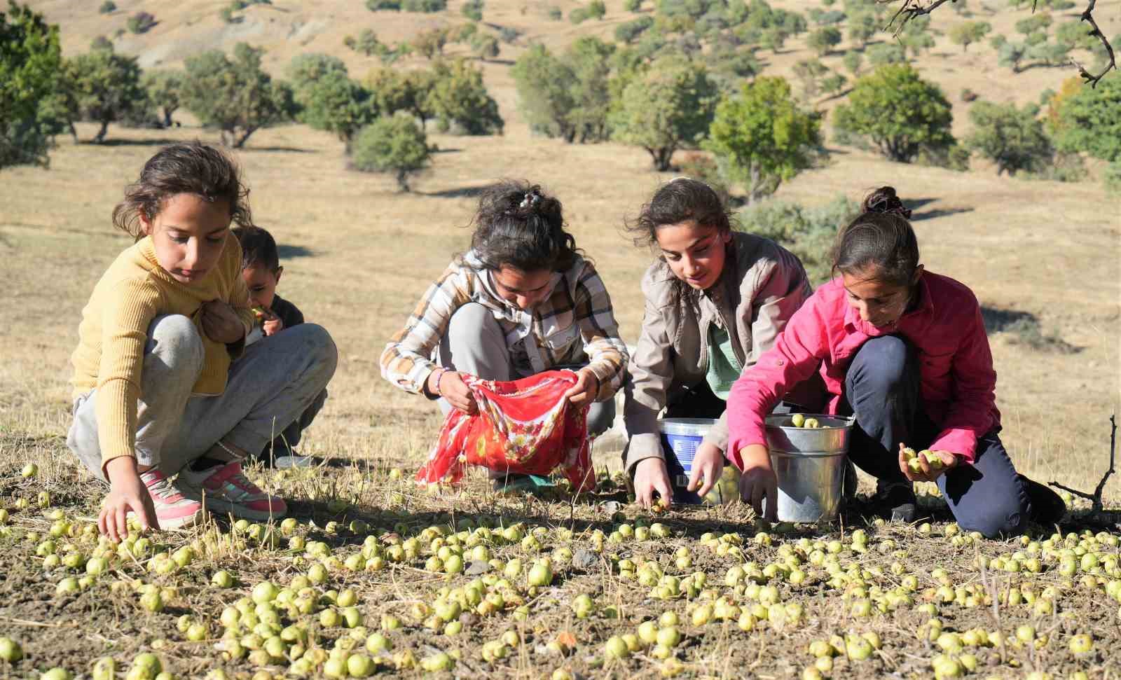 110 bin Ahlat ağacı turizme kazandırılmayı bekliyor