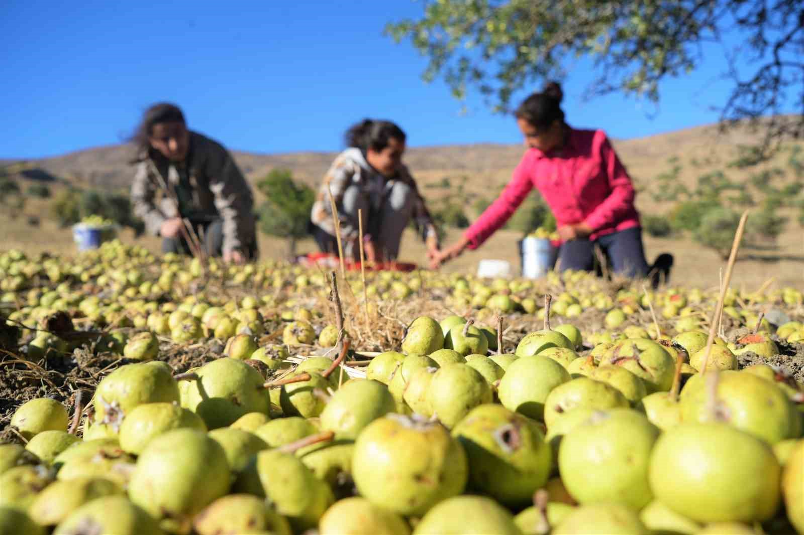 110 bin Ahlat ağacı turizme kazandırılmayı bekliyor