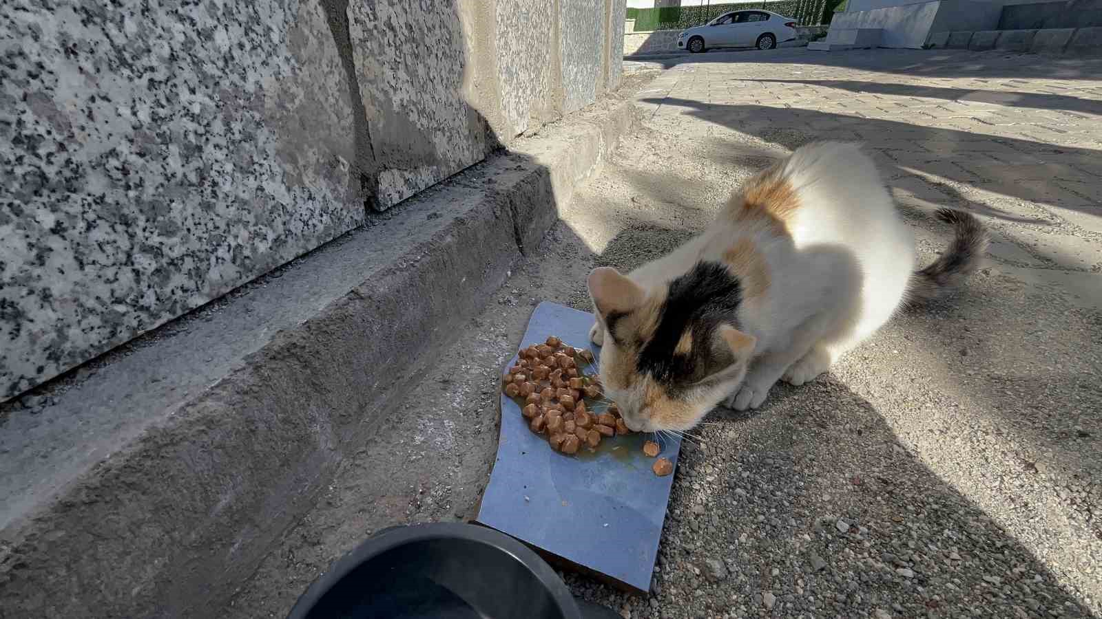 Engelli kedinin bakımı için 60 kilometre yol gidiyor