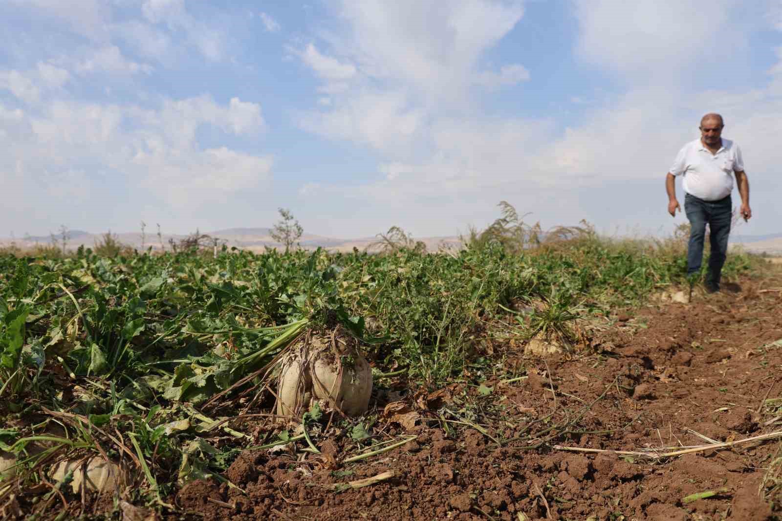 Elazığ’da 37 bin dönüm alanda pancar hasadı başladı